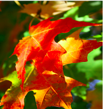 Just Around the Corner...Sweater Weather and Pumpkins!