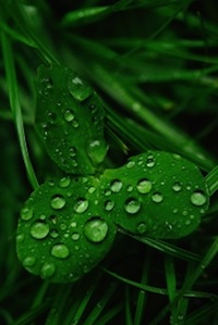 Water, Water, Everywhere - Conserve & Capture!